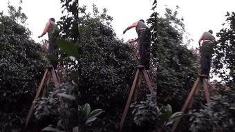 龙须树修剪视频,视频教程深度解读