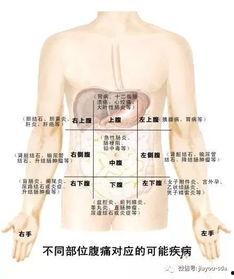 肚脐诊断图片大全,图解肚脐诊断大全