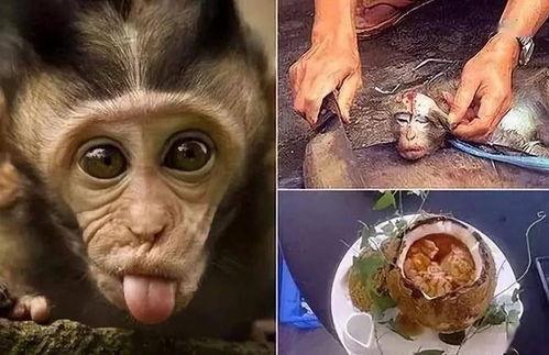 真实活吃猴脑视频,活吃猴脑残忍瞬间曝光