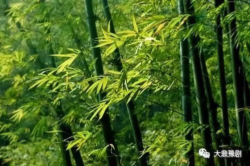 矮竹子品种图片大全,细赏各异风情