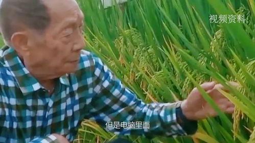 袁隆平在线观看,杂交水稻之父的智慧传承与在线观看之旅