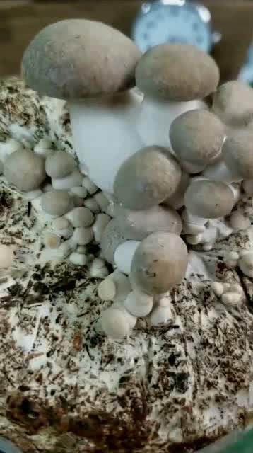 蘑菇生长视频,视频带你领略奇妙菌类世界