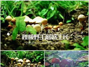 蘑菇生长视频,视频带你领略奇妙菌类世界