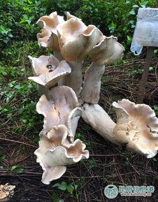 蘑菇生长视频,视频带你领略奇妙菌类世界