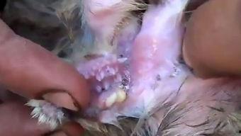 羊牙齿图片,羊牙齿的形态与结构解析