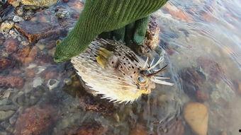 刺韩国 在线,揭秘网络暴力背后的真相与反思