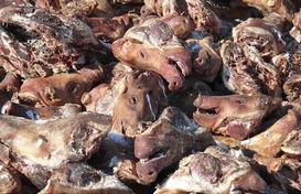 日本猪头,传统美食与民俗象征的交融