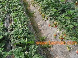 地膜瓜今日价格,膜下种植新宠儿价格走势解析