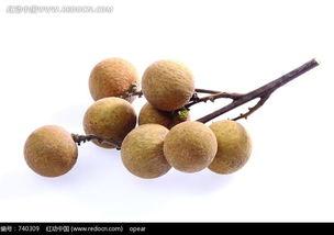 龙眼图片大全大图,大图全景鉴赏