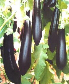 怀孕可以吃黑茄瓜吗,黑茄瓜的适宜与禁忌