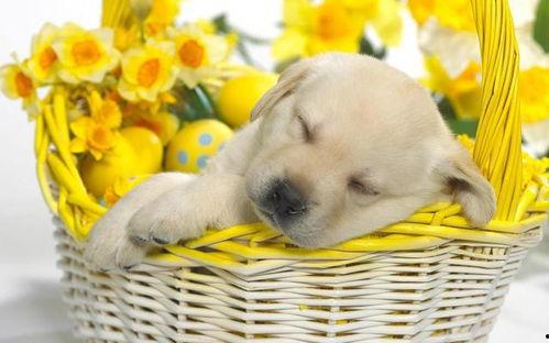 金牛狗狗图片,忠诚守护的财富象征