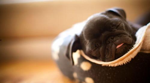 金牛狗狗图片,忠诚守护的财富象征