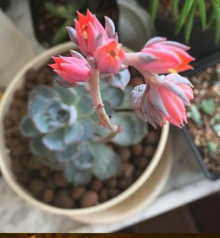 肉莲法器图片,神秘古韵，探寻古代宗教艺术瑰宝