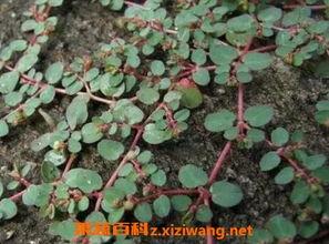 千根草图片,描绘自然之美