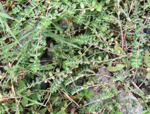 千根草图片,描绘自然之美