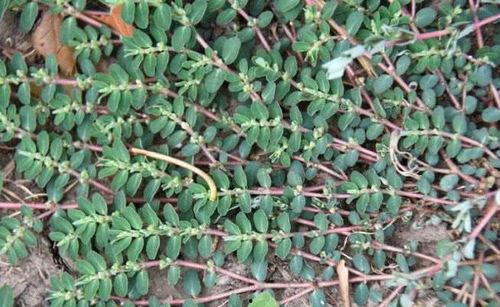 千根草图片,描绘自然之美