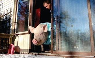 大肥猪图片,探寻乡村生活的温馨瞬间