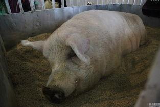 大肥猪图片,探寻乡村生活的温馨瞬间