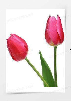 郁金香图片大全,色彩斑斓的春日盛宴