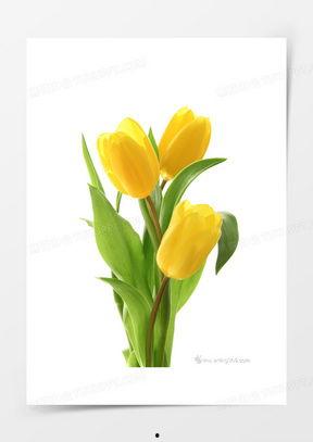 郁金香图片大全,色彩斑斓的春日盛宴