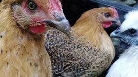 母鸡孵蛋视频,见证生命的诞生