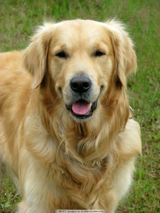 金毛图片大全可爱图片,可爱图片大盘点