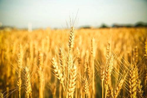 麦秆图片,自然与艺术的完美融合