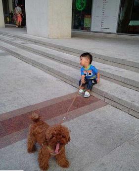 遛狗图片,捕捉人与宠物和谐共处的温馨瞬间