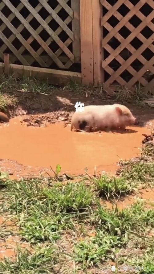 泥巴视频,探索泥土中的艺术与生活