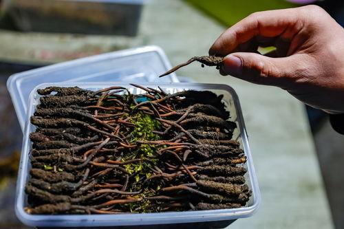 山上的中药图片大全,中药图片大全中的天然瑰宝概览