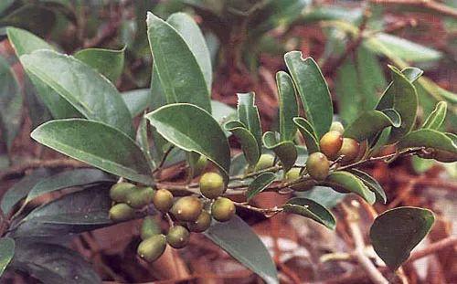 山上的中药图片大全,中药图片大全中的天然瑰宝概览