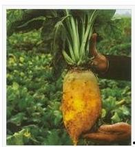 野生甜菜图片,探寻野生甜菜的自然魅力与营养价值