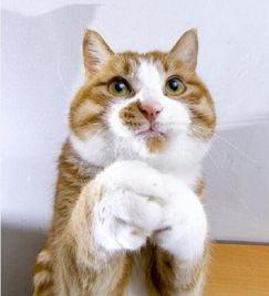 拜拜动态图片大全,趣味横生的告别瞬间