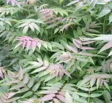 侧柏图片大全大图,领略四季变换中的翠绿风姿