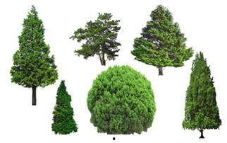 侧柏图片大全大图,领略四季变换中的翠绿风姿