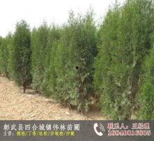 侧柏图片大全大图,领略四季变换中的翠绿风姿