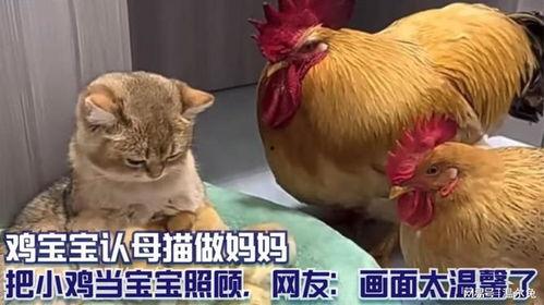 婴儿小鸡头红的图片,探寻婴儿小鸡的神秘色彩