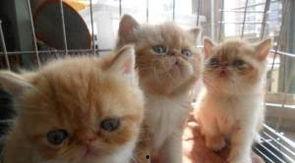 加菲猫在线观看免费