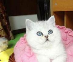 加菲猫在线观看免费