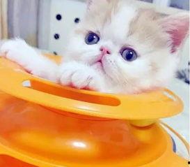 加菲猫在线观看免费