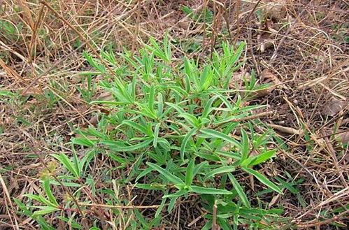 马莲图片,草原上的精灵，自然之美与生命力的赞歌