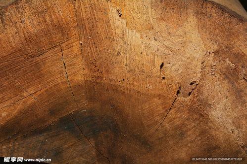 原木图片,自然纹理与生命韵律的完美融合