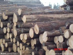 原木图片,自然纹理与生命韵律的完美融合