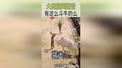 斗牛搞笑视频,搞笑视频带你领略斗牛的幽默瞬间