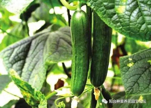 黑瓜怎么快剥壳吃,轻松享受美味每一口