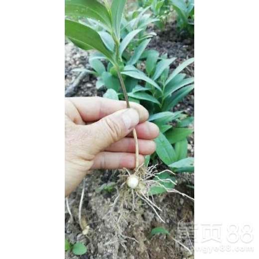 黄精图片大全,探寻天然滋补佳品的魅力瞬间