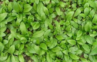 马兰头图片大全,春日野菜之美，尽收眼底