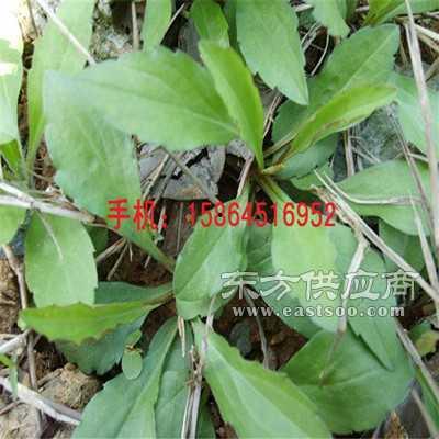 马兰头图片大全,春日野菜之美，尽收眼底