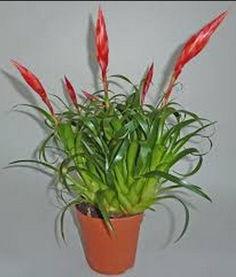 招财手植物图片,财运亨通，家居风水新宠