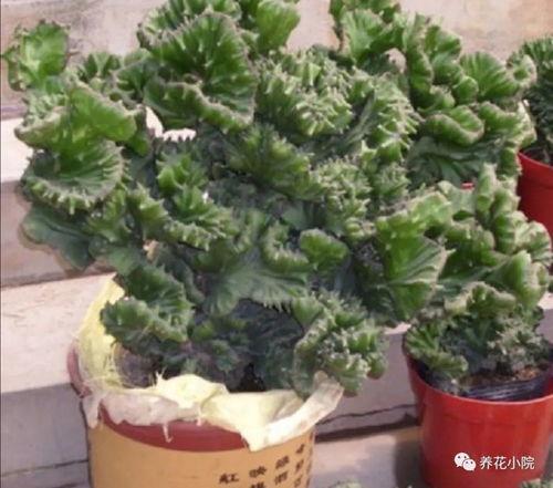 招财手植物图片,财运亨通，家居风水新宠